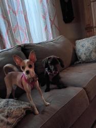 Found/Stray Female Dog last seen Flores and mary street, San Antonio, TX 78214