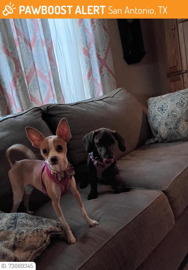 Found/Stray Female Dog last seen Flores and mary street, San Antonio, TX 78214
