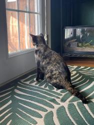 Found/Stray Female Cat last seen White st and cleve st, Vanceboro, NC 28586
