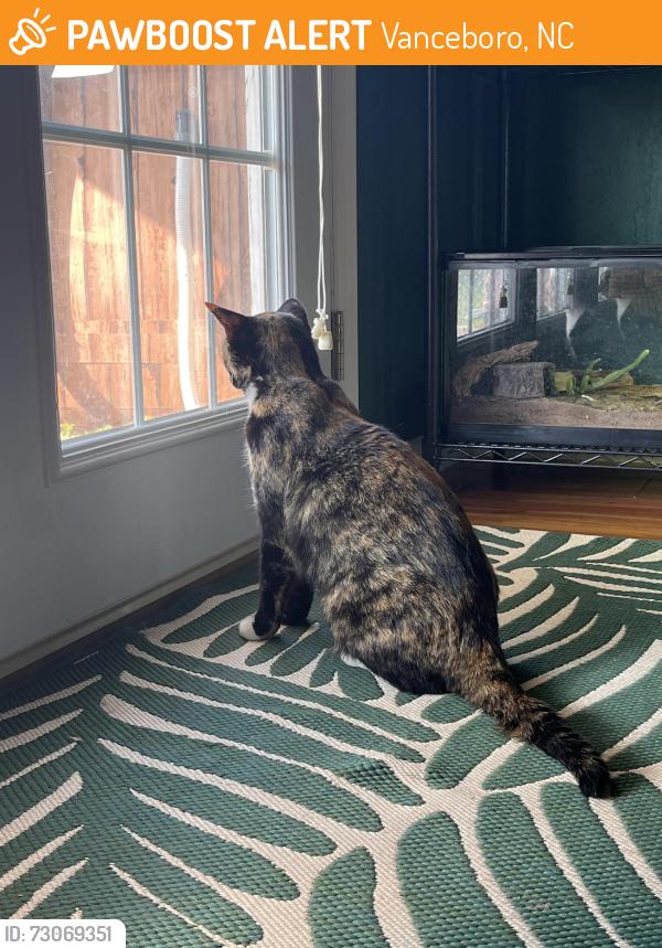 Found/Stray Female Cat last seen White st and cleve st, Vanceboro, NC 28586