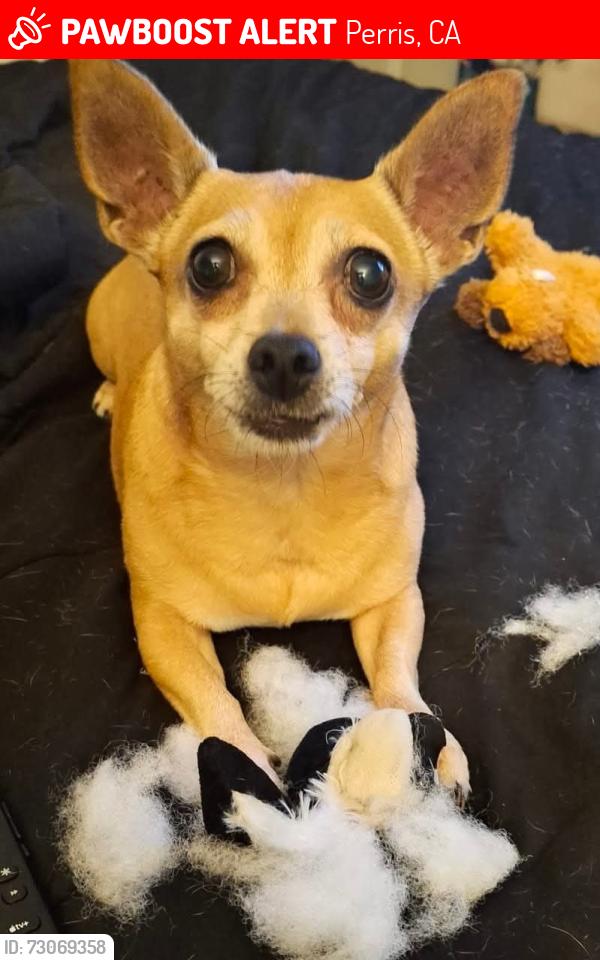 Lost Female Dog last seen Day street, Perris, CA 92570