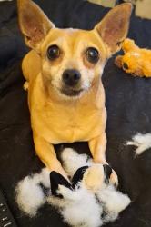 Lost Female Dog last seen Day street, Perris, CA 92570