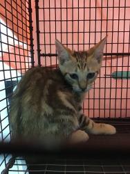 Shelter Stray Male Cat last seen Bexar County, 3353 Morningside Dr, New Braunfels, TX 78132, USA