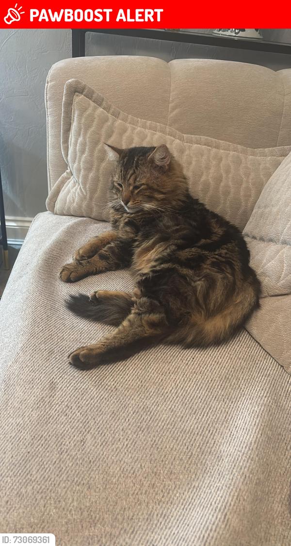 Lost Male Cat last seen Near may street, Greater Manchester, England OL10 2EY