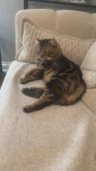Lost Male Cat last seen Near may street, Greater Manchester, England OL10 2EY