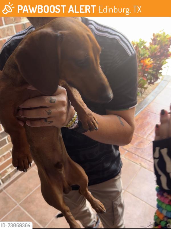 Found/Stray Male Dog last seen Anaya St Edinburg Tx, Edinburg, TX 78539