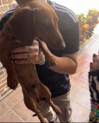 Found/Stray Male Dog last seen Anaya St Edinburg Tx, Edinburg, TX 78539