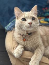 Lost Male Cat last seen Bomar rd/Bramlett, Taylors, SC 29687