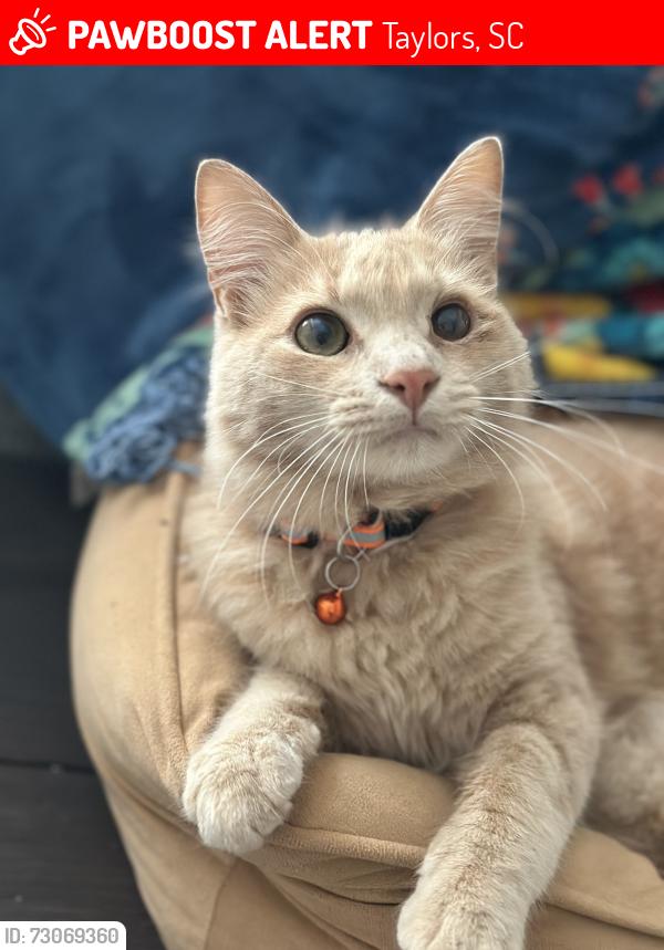 Lost Male Cat last seen Bomar rd/Bramlett, Taylors, SC 29687