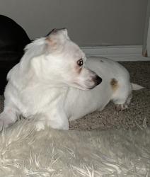 Lost Male Dog last seen Christine Ave and Quinn ST, Fort Worth, TX 76105