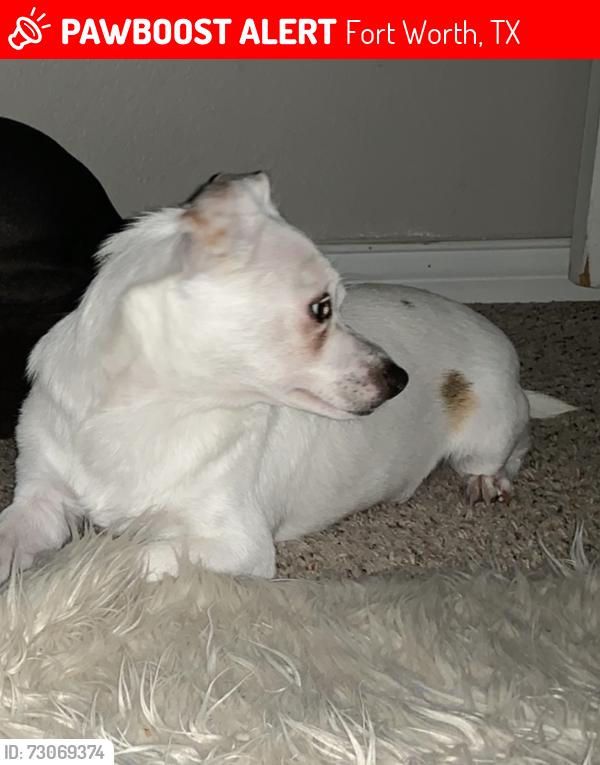 Lost Male Dog last seen Christine Ave and Quinn ST, Fort Worth, TX 76105