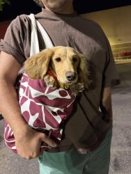 Lost Male Dog last seen Comstock and osler street , San Diego, CA 92111