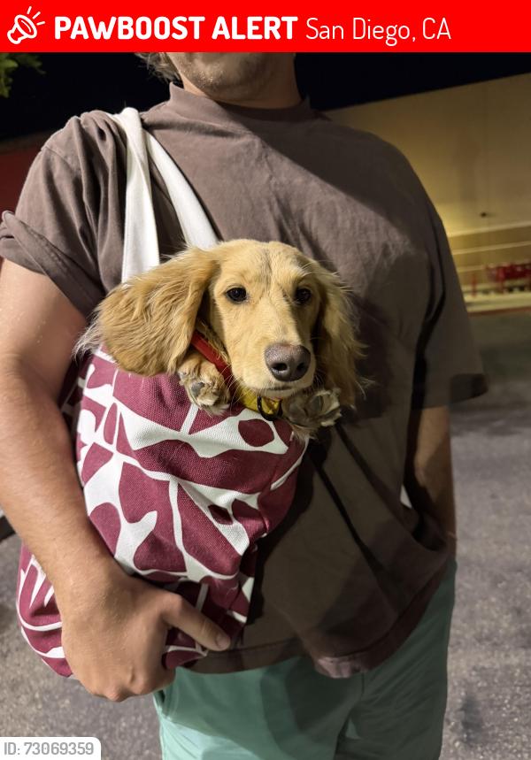 Lost Male Dog last seen Comstock and osler street , San Diego, CA 92111