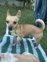 Reunited Male Dog last seen East Ave, Danville, VA 24540