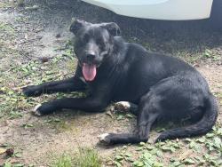 Found/Stray Female Dog last seen Englewood Forest/KOA Campgrounds, Greensboro, NC 27406