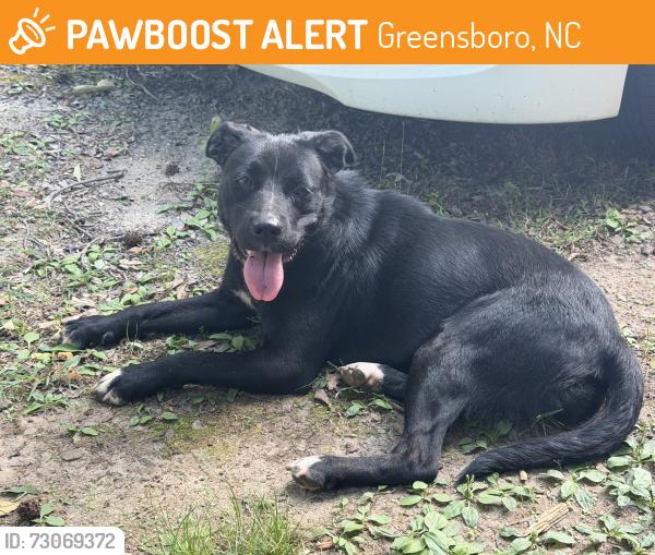 Found/Stray Female Dog last seen Englewood Forest/KOA Campgrounds, Greensboro, NC 27406