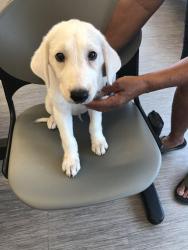 Found/Stray Male Dog last seen Gollihar and Sequoia, Corpus Christi, TX 78411
