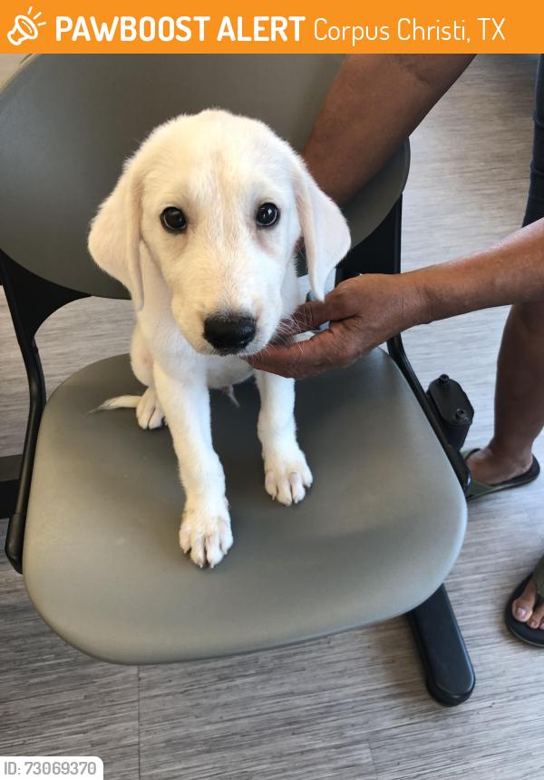 Found/Stray Male Dog last seen Gollihar and Sequoia, Corpus Christi, TX 78411