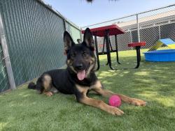 Shelter Stray Male Dog last seen FOOTHILL X OLEANDER, 333 Chandler Pl, San Bernardino, CA 92408, USA