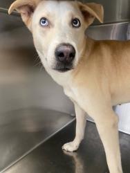 Shelter Stray Female Dog last seen Near TOM STARLING RD, FAYETTEVILLE NC 28306, 4704 Corporation Dr, Fayetteville, NC 28306, USA