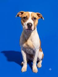 Shelter Stray Male Dog last seen Near BLOCK N UNIVERSITY BLVD, 2020 Forest St, Jacksonville, FL 32204, USA