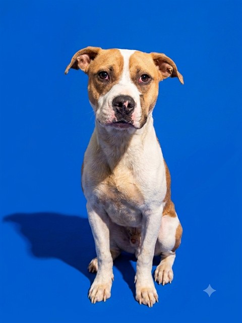 Shelter Stray Male Dog last seen Near BLOCK N UNIVERSITY BLVD, 2020 Forest St, Jacksonville, FL 32204, USA