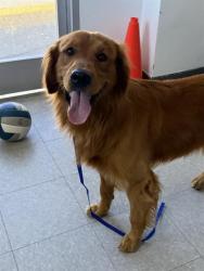 Shelter Stray Male Dog last seen Near BLOCK GREENACRES DR, BAKERSFIELD CA 93312, 3951 Fruitvale Ave, Bakersfield, CA 93308, USA