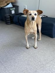 Shelter Stray Female Dog last seen Near BLOCK GREENACRES DR, BAKERSFIELD CA 93312, 3951 Fruitvale Ave, Bakersfield, CA 93308, USA