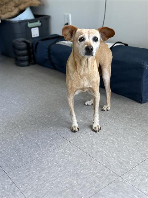 Shelter Stray Female Dog last seen Near BLOCK GREENACRES DR, BAKERSFIELD CA 93312, 3951 Fruitvale Ave, Bakersfield, CA 93308, USA