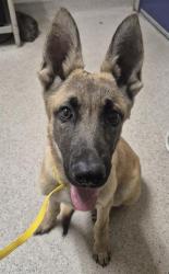 Shelter Stray Male Dog last seen Near BLOCK OAK ST, BAKERSFIELD CA 93301, 3951 Fruitvale Ave, Bakersfield, CA 93308, USA