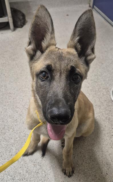 Shelter Stray Male Dog last seen Near BLOCK OAK ST, BAKERSFIELD CA 93301, 3951 Fruitvale Ave, Bakersfield, CA 93308, USA