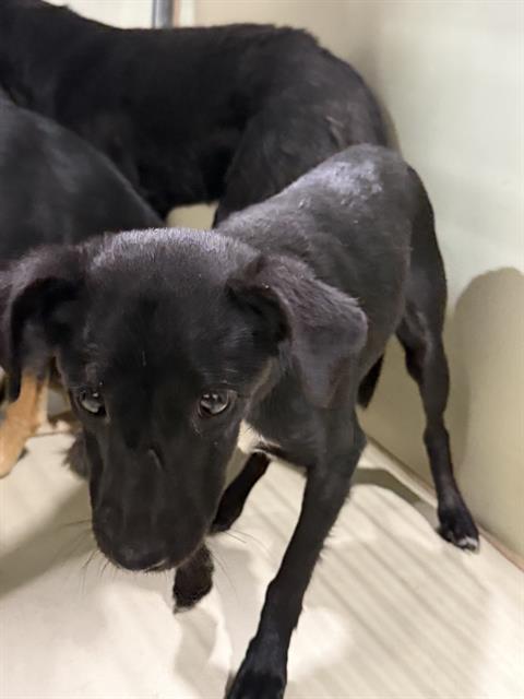 Shelter Stray Female Dog last seen , 3951 Fruitvale Ave, Bakersfield, CA 93308, USA