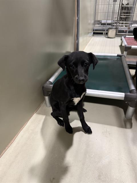 Shelter Stray Female Dog last seen , 3951 Fruitvale Ave, Bakersfield, CA 93308, USA