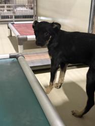 Shelter Stray Female Dog last seen , 3951 Fruitvale Ave, Bakersfield, CA 93308, USA