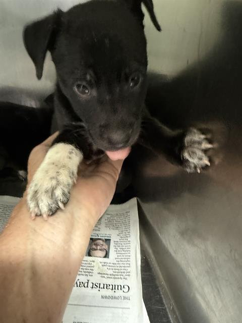 Shelter Stray Male Dog last seen , 3951 Fruitvale Ave, Bakersfield, CA 93308, USA