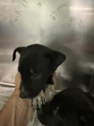 Shelter Stray Female Dog last seen , 3951 Fruitvale Ave, Bakersfield, CA 93308, USA