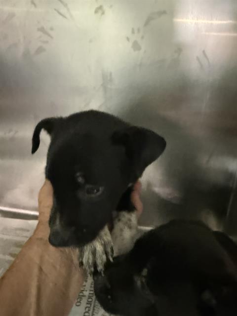Shelter Stray Female Dog last seen , 3951 Fruitvale Ave, Bakersfield, CA 93308, USA
