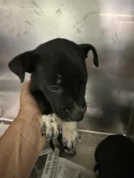 Shelter Stray Female Dog last seen , 3951 Fruitvale Ave, Bakersfield, CA 93308, USA