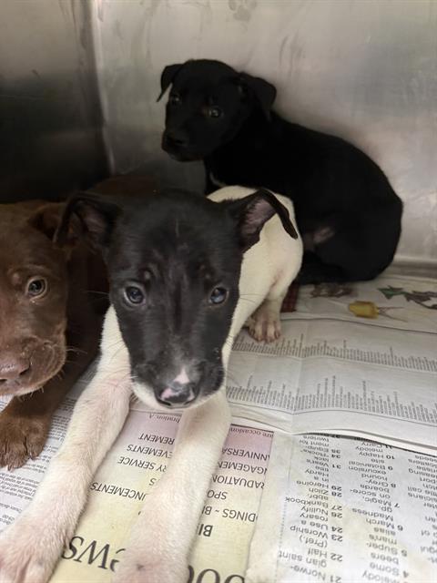 Shelter Stray Male Dog last seen , 3951 Fruitvale Ave, Bakersfield, CA 93308, USA