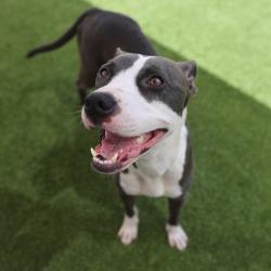 Shelter Stray Female Dog last seen Near BLOCK COPA COVE, 4710 TX-151, San Antonio, TX 78227, USA