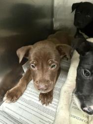 Shelter Stray Male Dog last seen , 3951 Fruitvale Ave, Bakersfield, CA 93308, USA