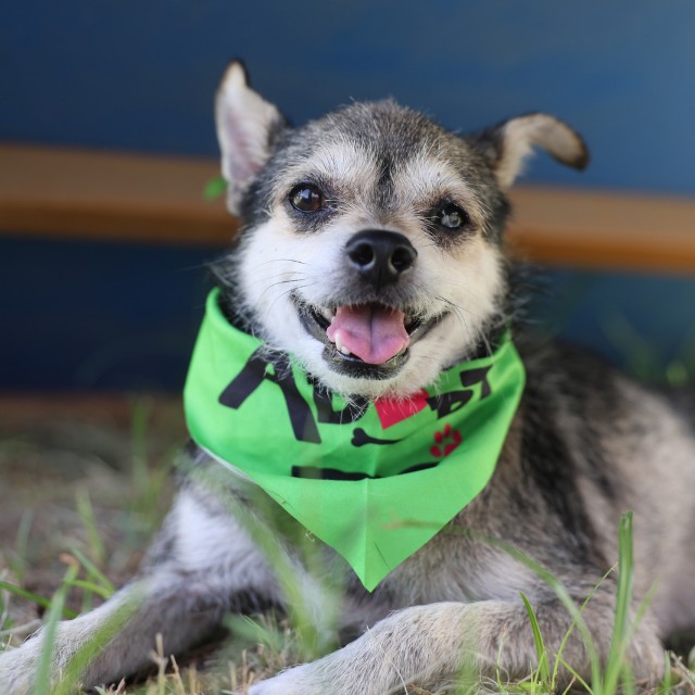 Shelter Stray Male Dog last seen SUTTERS PARK, 4710 TX-151, San Antonio, TX 78227, USA