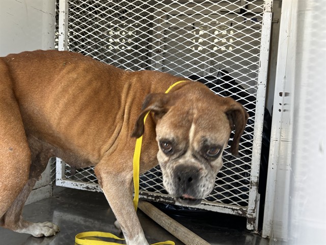 Shelter Stray Female Dog last seen Near BLOCK BEARDSLEY AVE, BAKERSFIELD CA 93308, 3951 Fruitvale Ave, Bakersfield, CA 93308, USA