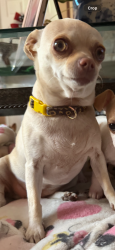 Lost Female Dog last seen Goodman st near the dollar mart, Bakersfield, CA 93305