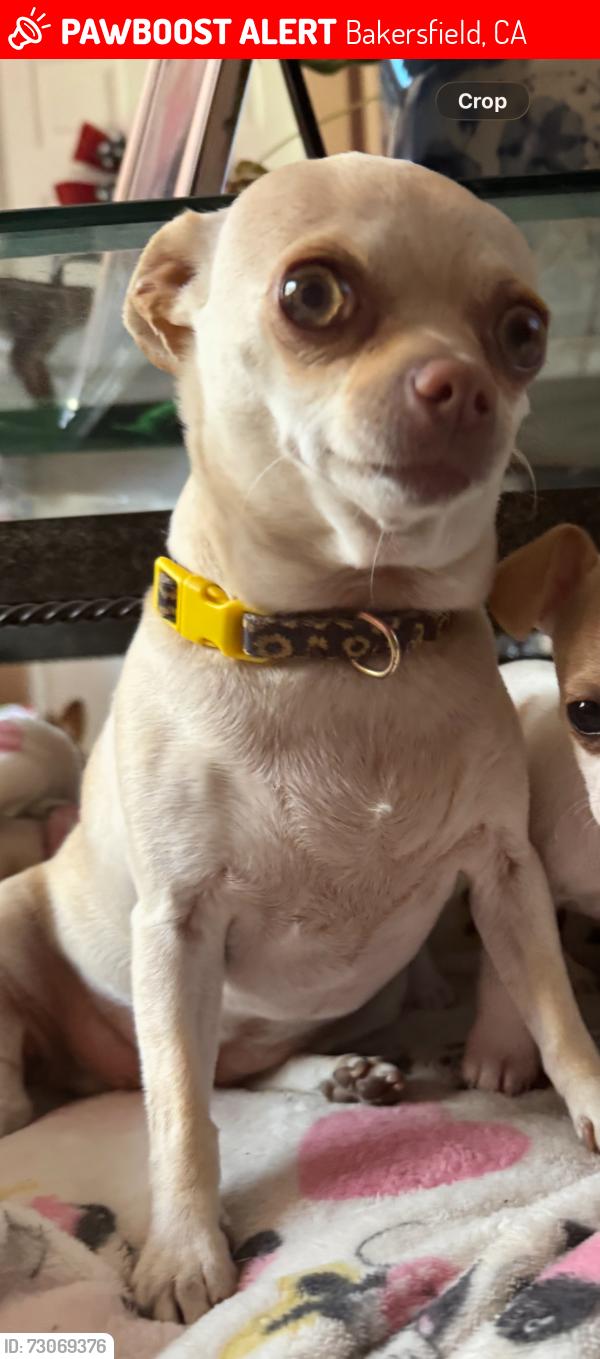 Lost Female Dog last seen Goodman st near the dollar mart, Bakersfield, CA 93305