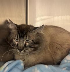 Shelter Stray Male Cat last seen Near BLOCK W BROOKWAY DR, WEST VALLEY CITY UT 84119, 4522 W 3500 S, West Valley City, UT 84120, USA