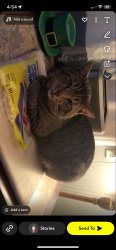 Lost Male Cat last seen Wheatley arena, Wheatley, ON N0P 2P0