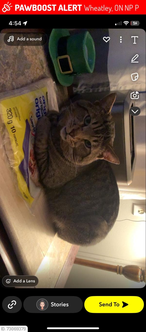 Lost Male Cat last seen Wheatley arena, Wheatley, ON N0P 2P0