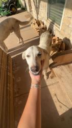 Found/Stray Female Dog last seen Tyson plant, Amarillo, TX 79108