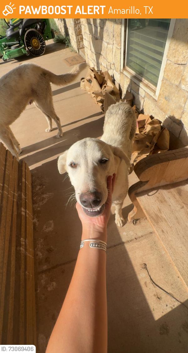 Found/Stray Female Dog last seen Tyson plant, Amarillo, TX 79108